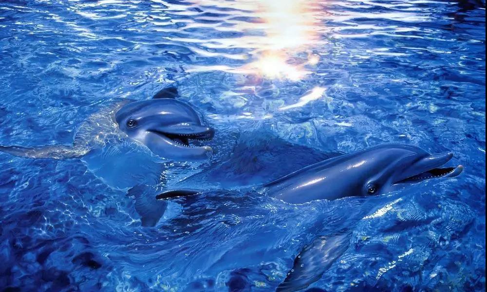 海洋館水質處理解決方案,海洋館水質處理,海洋館水處理系統 海洋館水質處理解決方案,海洋館水質處理,海洋館水處理系統