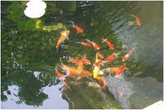 <b>景觀魚池設計注意事項及設計要點？</b>